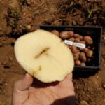 Qué causa y cómo combatir la enfermedad Hollow Heart en papas