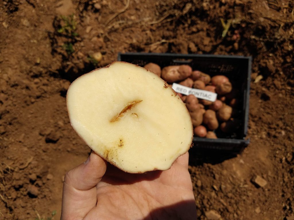 Qué causa y cómo combatir la enfermedad Hollow Heart en papas