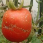 Qué causan las marcas de cremallera en los tomates