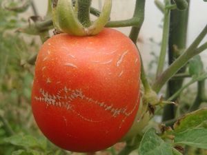 Qué causan las marcas de cremallera en los tomates
