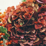 Qué colores de hortensias son ideales para decorar en otoño