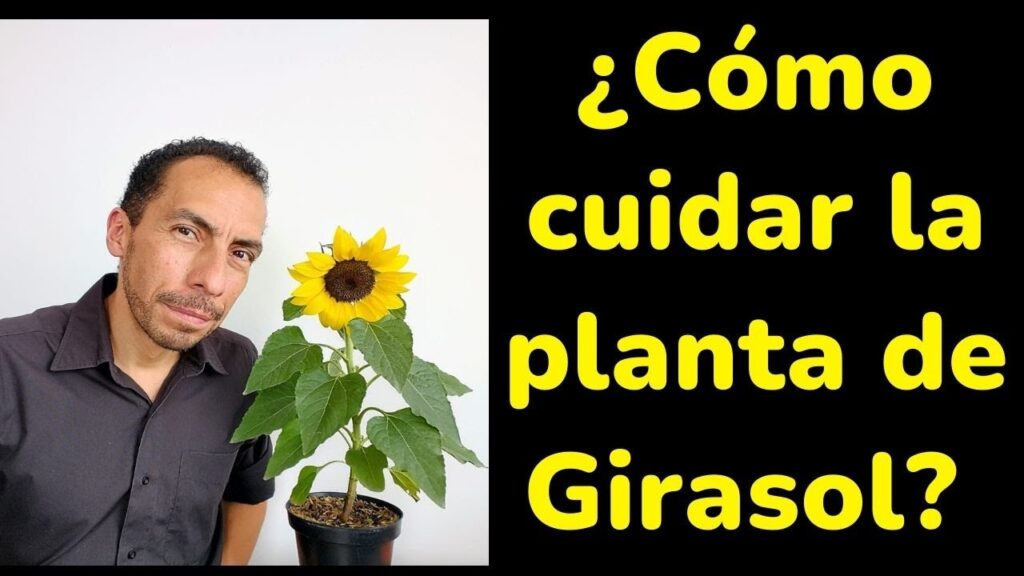 Qué comen las flores de girasol para proteger tus plantas