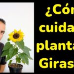 Qué comen las flores de girasol para proteger tus plantas