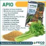 Qué consejos seguir para cultivar apio en macetas
