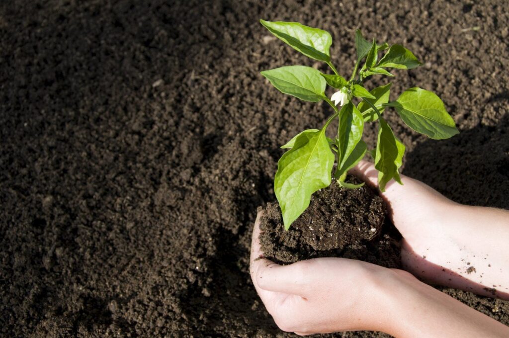 Qué consejos seguir para cultivar vegetales avanzados con éxito