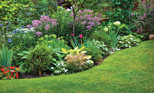 Qué consejos seguir para plantar hierbas perennes en zona 5