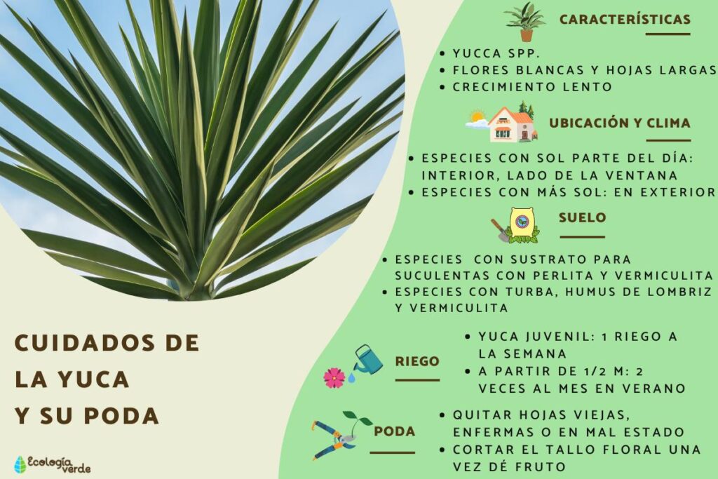 Qué cuidados específicos necesita la Yucca para evitar hojas curvadas
