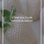 Qué cuidados necesita cultivar fresas blancas en tu huerto