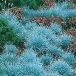 Qué cuidados necesita el blue fescue para su cultivo