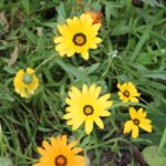 Qué cuidados necesita el cape marigold en tu jardín