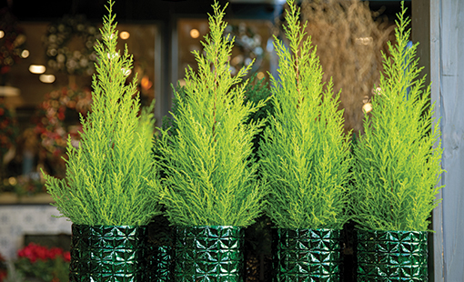 Qué cuidados necesita el ciprés Murray para su cultivo adecuado