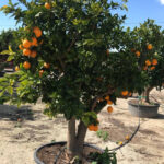 Qué cuidados necesita el cultivo de naranjas en macetas
