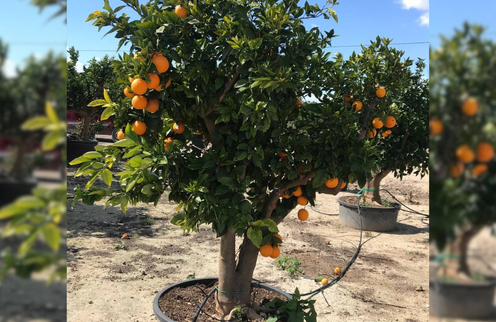Qué cuidados necesita el cultivo de naranjas en macetas