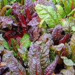 Qué cuidados necesita el cultivo de Swiss Chard Hardy en invierno