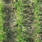 Qué cuidados necesita el Ray-grass Anual en Primavera