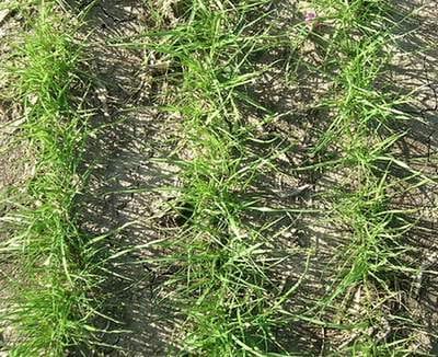 Qué cuidados necesita el Ray-grass Anual en Primavera