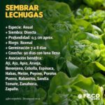 Qué cuidados necesita la lechuga durante el invierno