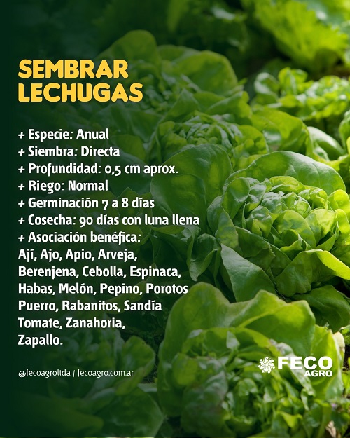 Qué cuidados necesita la lechuga durante el invierno
