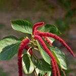 Qué cuidados necesita la planta Cola de Gato roja