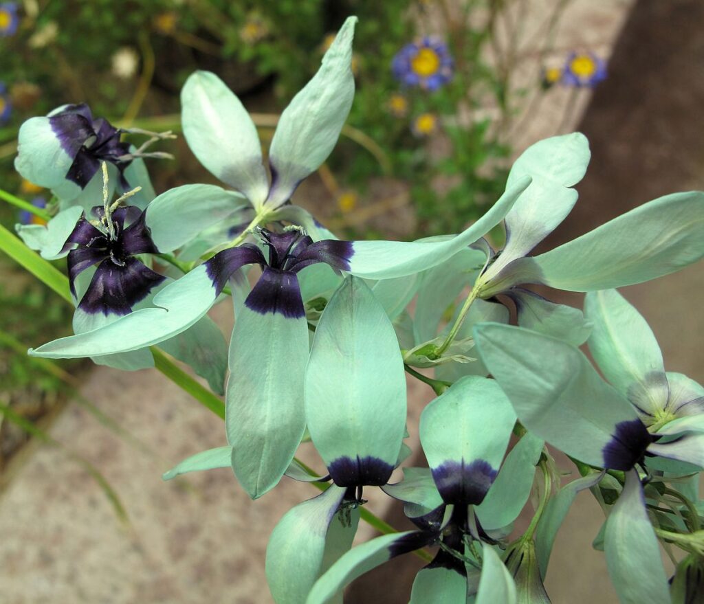 Qué cuidados necesita la Turquoise Ixia Viridiflora