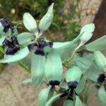 Qué cuidados necesita la Turquoise Ixia Viridiflora
