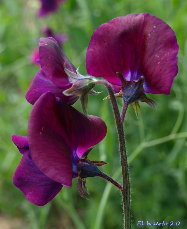 Qué cuidados necesita para hacer florecer los guisantes de olor