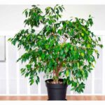 Qué cuidados necesita un árbol ficus en tu hogar
