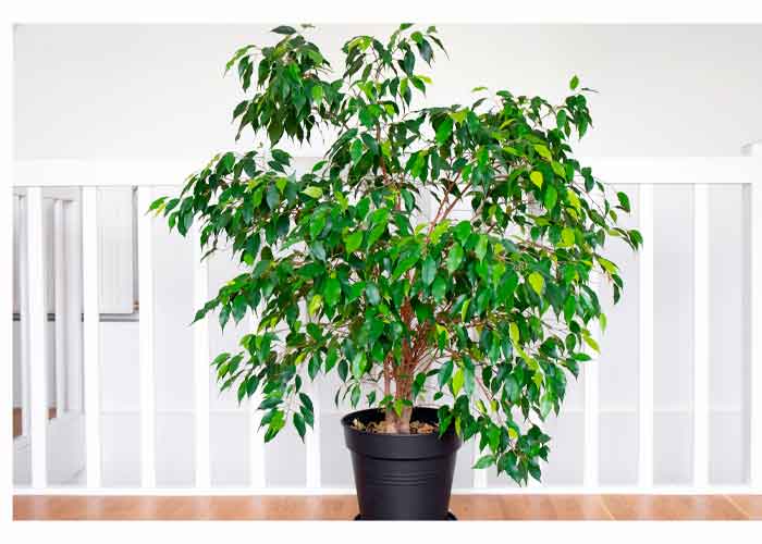 Qué cuidados necesita un árbol ficus en tu hogar