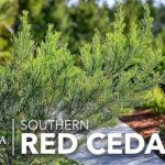 Qué cuidados necesita un cedro rojo del este en el jardín