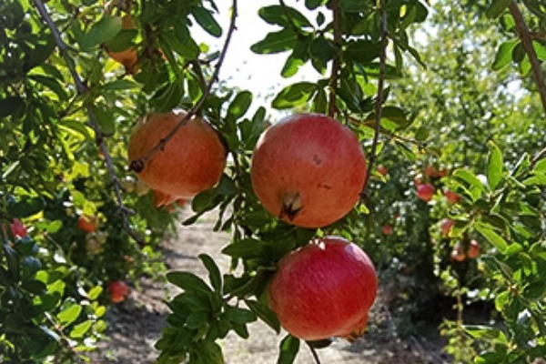 Qué cuidados necesita un granado cultivado en interior