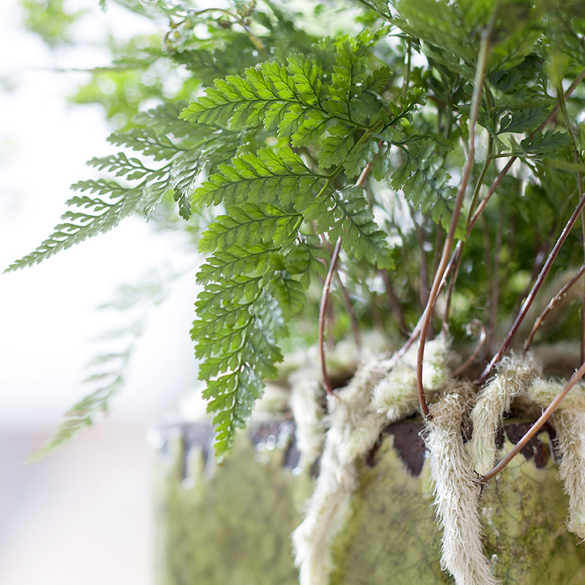 Qué cuidados necesita un helecho Pata de Conejo en casa