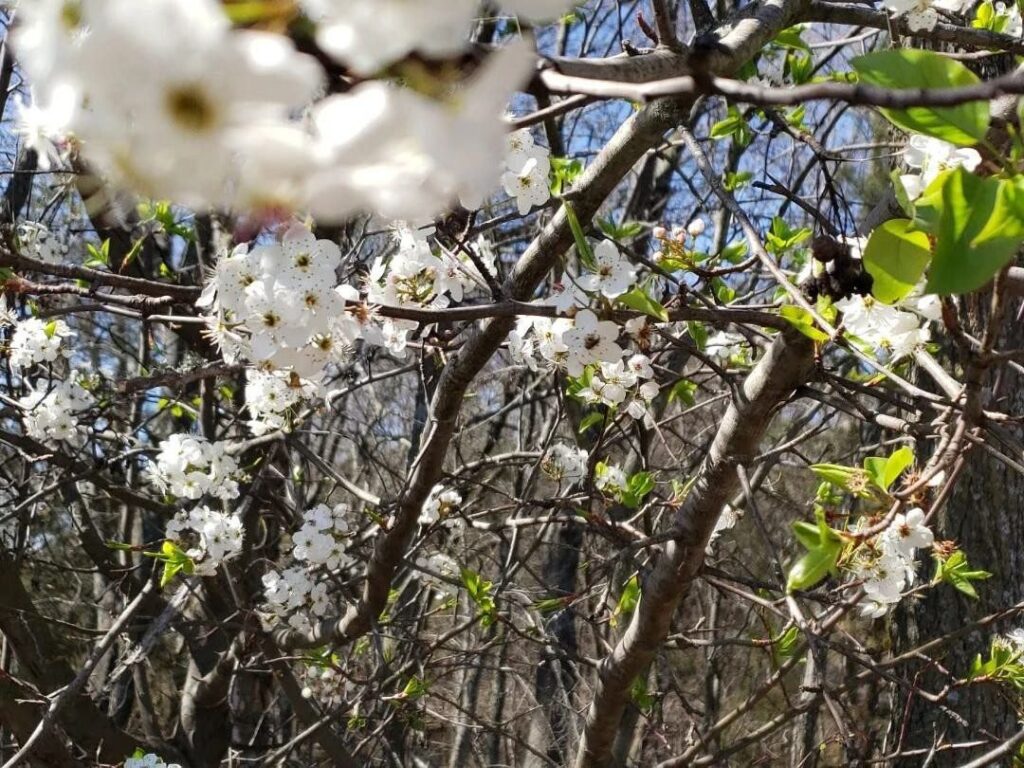 Qué cuidados necesita un peral para florecer adecuadamente