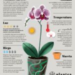 Qué cuidados necesita una planta de orquídea salep