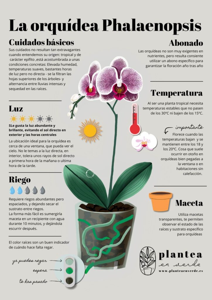 Qué cuidados necesita una planta de orquídea salep