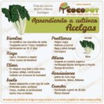 Qué cuidados necesitan las acelgas plantadas en macetas