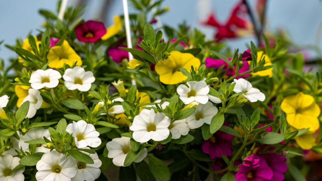 Qué cuidados necesitan las Calibrachoa para florecer