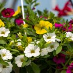 Qué cuidados necesitan las Calibrachoa para florecer