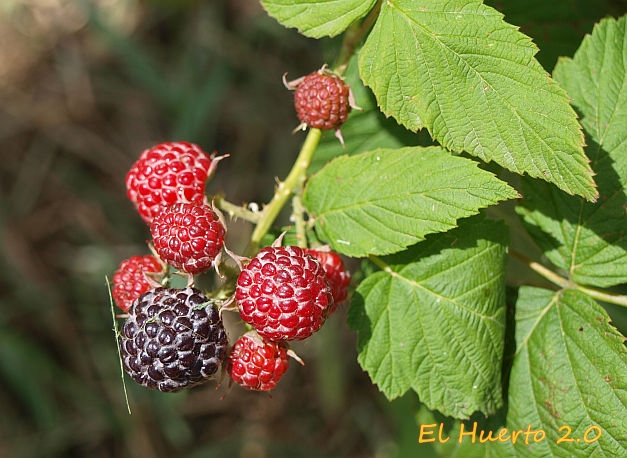 Qué cuidados necesitan las frambuesas en la Zona 9
