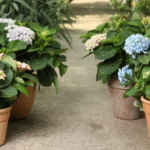 Qué cuidados necesitan las hortensias en macetas de interior