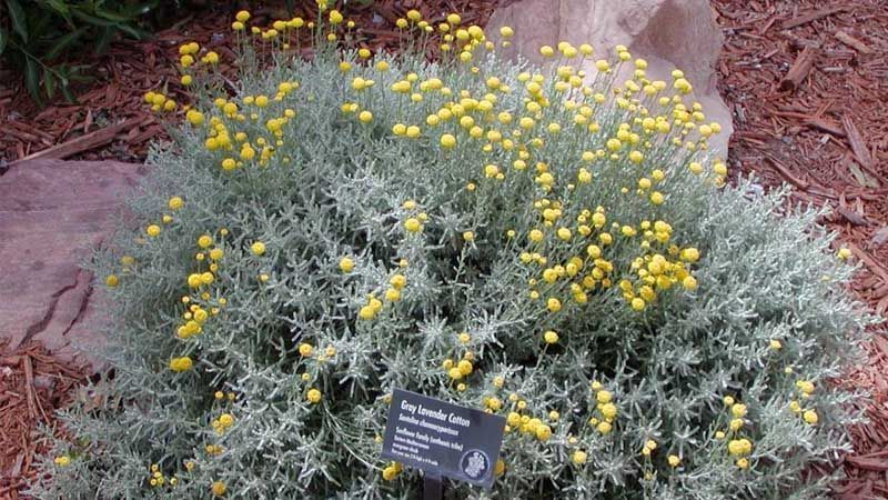 Qué cuidados necesitan las plantas de santolina