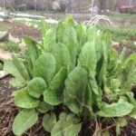 Qué cuidados necesitan las plantas de sorrel en macetas