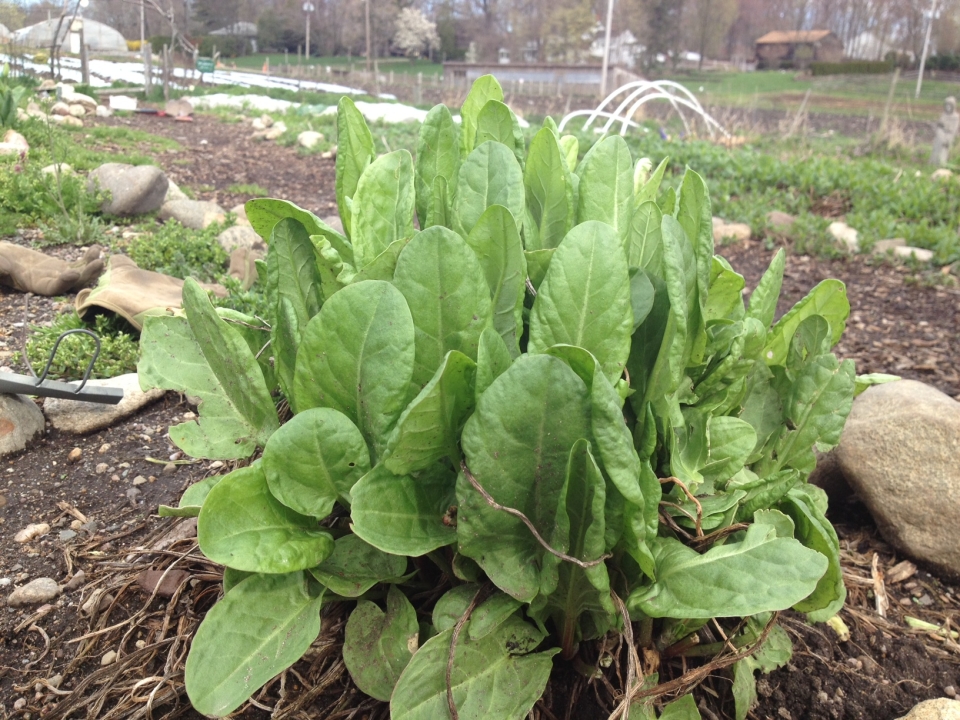 Qué cuidados necesitan las plantas de sorrel en macetas