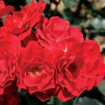 Qué cuidados necesitan las rosas Knockout para florecer