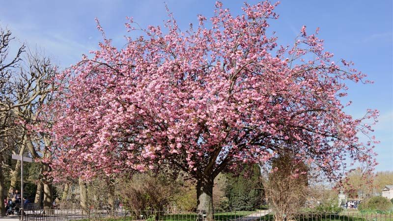 Qué cuidados necesitan los cerezos en climas fríos para su cultivo