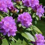 Qué cuidados necesitan los rododendros en la Zona 3