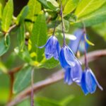 Qué cuidados requiere la Bluebell Creeper en tu jardín