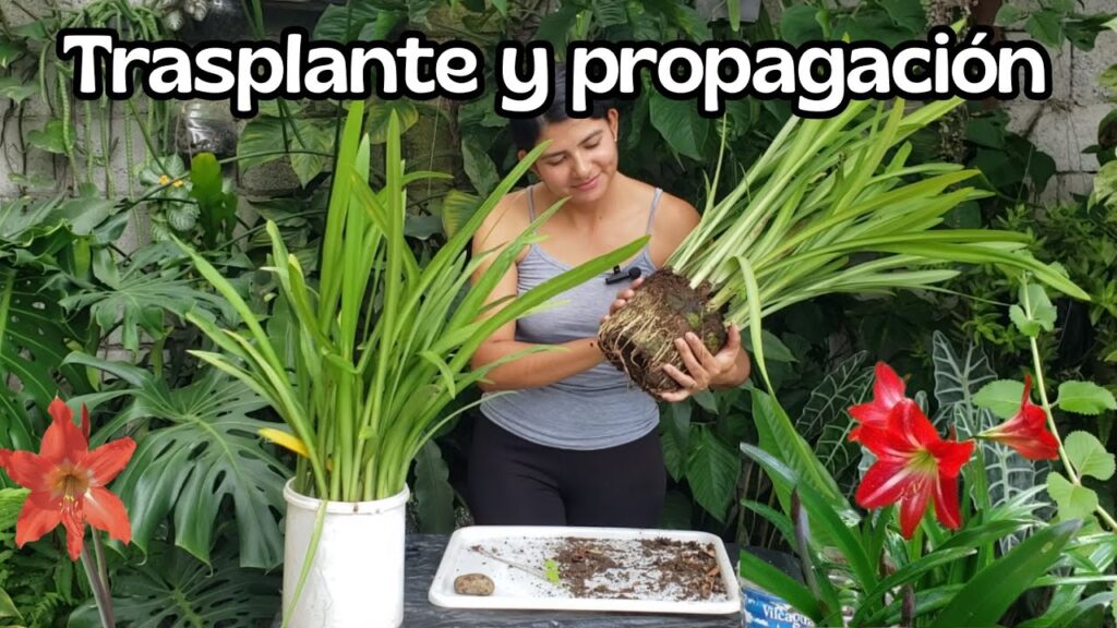 Qué cuidados requieren los daylilies al trasplantar en otoño