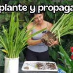 Qué cuidados requieren los daylilies al trasplantar en otoño