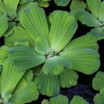 Qué cuidados y usos necesita la Water Lettuce en estanques
