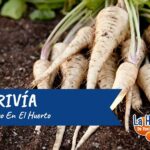 Qué cultivos no son compatibles con la chirivía